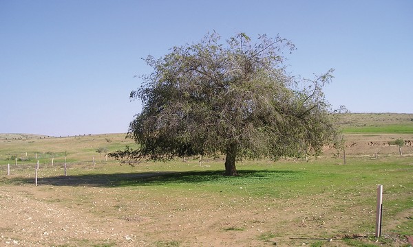 The Christ's Thorn Jujube tree. Photo: KKL-JNF Photo Archive
